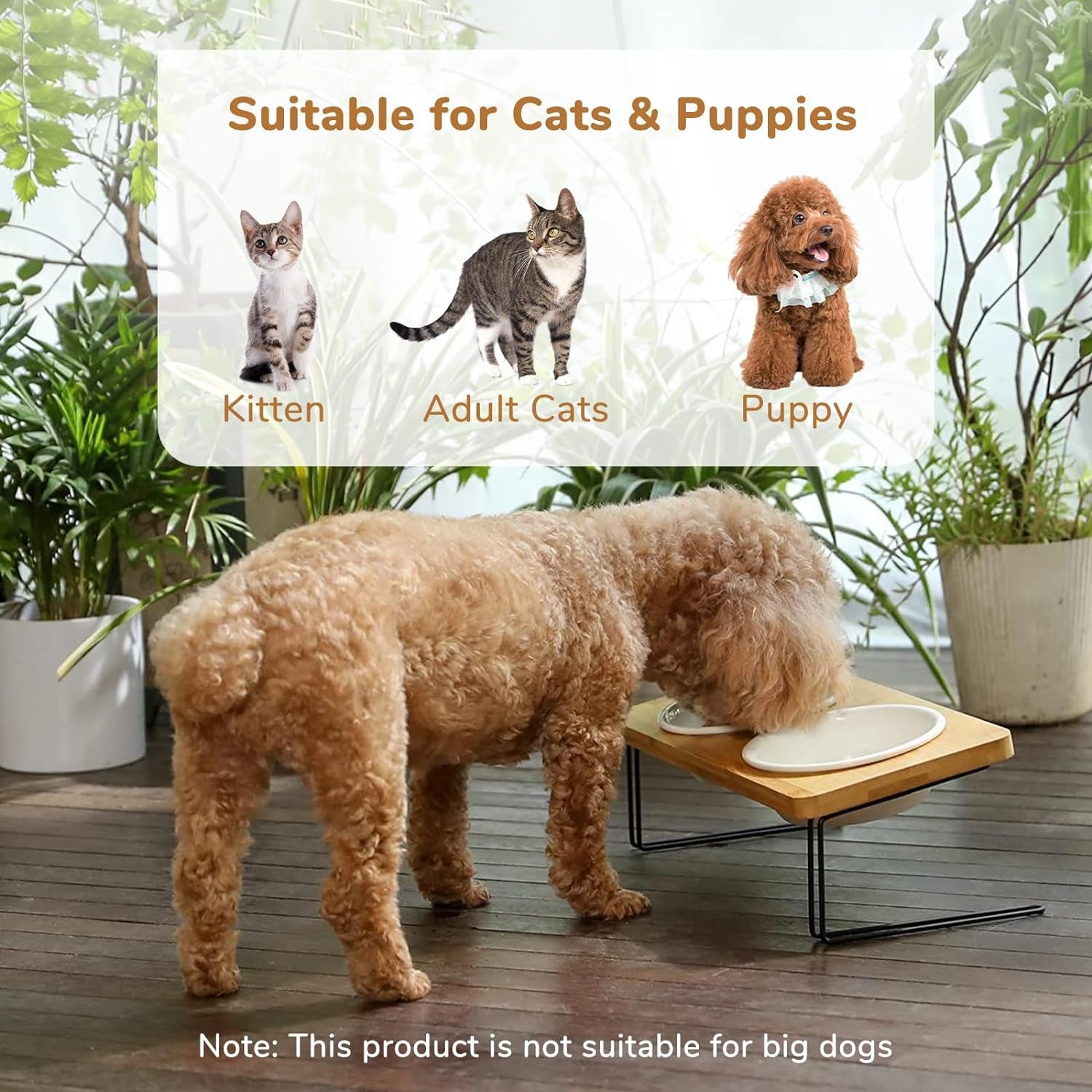 Elevated Ceramic Cat Bowls with 15° Tilted Design, Bamboo Stand Feeder Set for Cats and Small Dogs